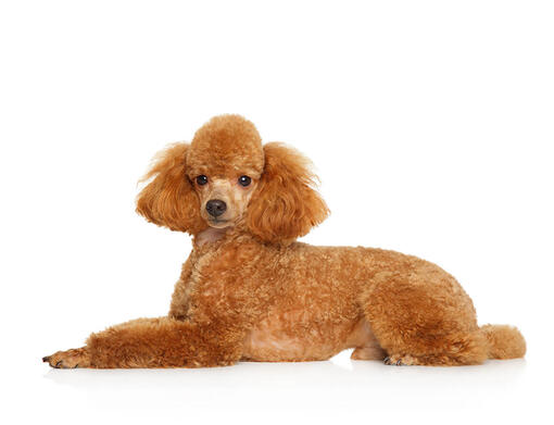 Toy poodle best sale neck size